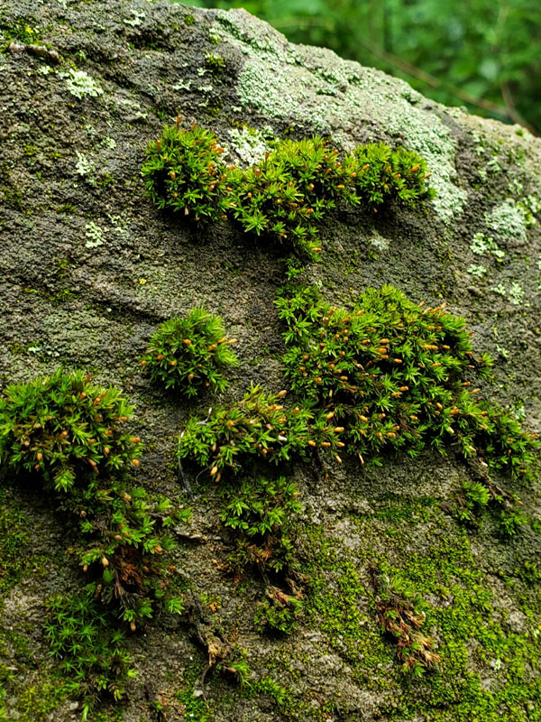 Orthotrichum anomalum